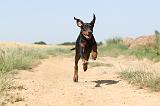 DOBERMANN 579